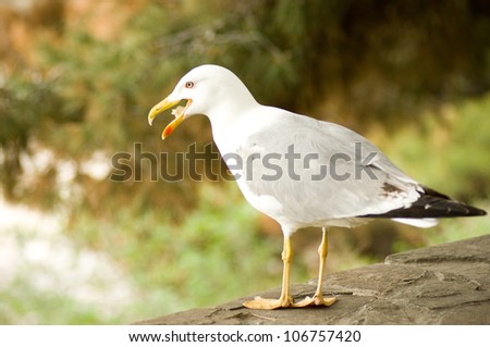 Lesser gray-backed Gull