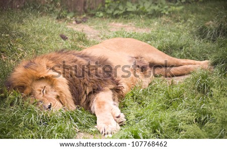 Sleeping relaxed African lion staring in the zoo