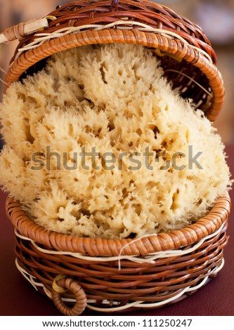 Natural Sea Sponge in basket