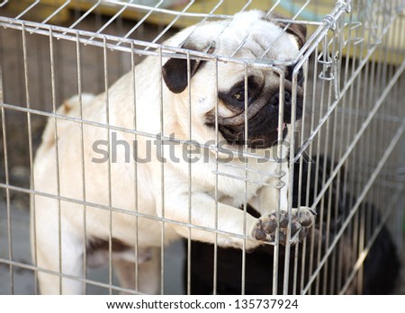 Funny pug puppy in a cage