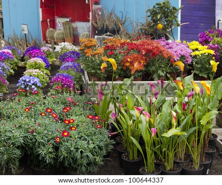Garden center with many flowers on display for sale in early springtime