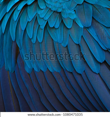 Blue and gold macaw feathers. The magic of the nature