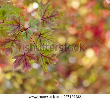 Late autumn background. Liquidambar leaves with autumn colors.