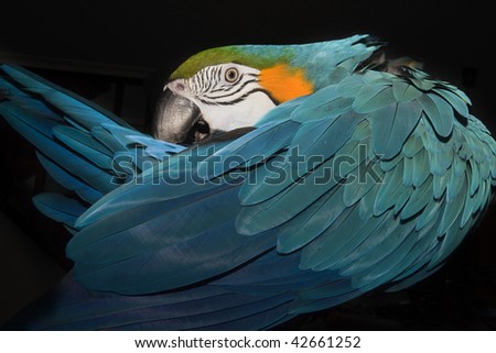 Golden Blue Macaw