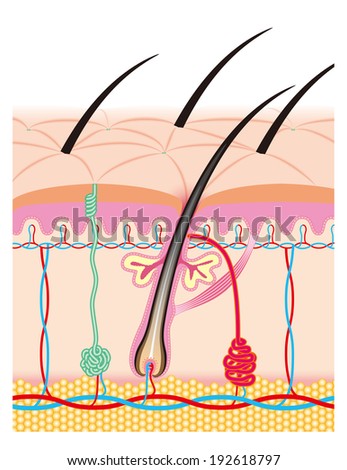Hair and skin structure