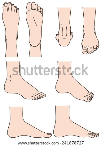 The shape of the foot