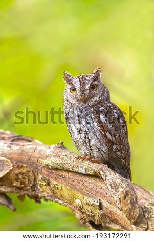 Portrait Oriental Scoops-Owl Bird on twig looking at