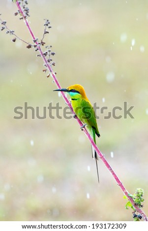 Green Bee-eater bird on pink twig