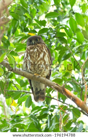 Northern Boobook bird,Phu-key ParkThailand ,Khao yai National Park,  Krungching National Park Thailand , Sriphangnga National Park Thailand ,Tai Rom Yen National Park,Kang Krachan Park,