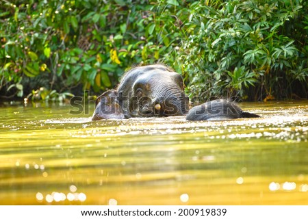 Welcome to Sabah\'s Malaysian Borneo and Sandakan\'s ,Endemic Pygmy Elephant in Wild Terrain Lower Kinabatangan River,some of the most diverse concentration of wildlife in Borneo,