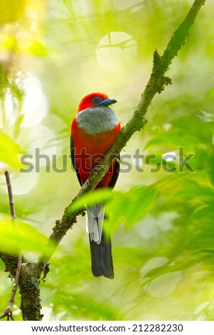 White-headed Trogon in a bout Kinabalu park,Malaysia,