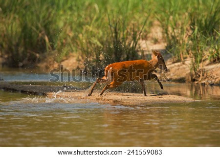 The Red muntjac crossing the stream of nature fires.