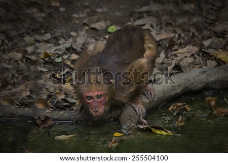Monkey jungle water line.