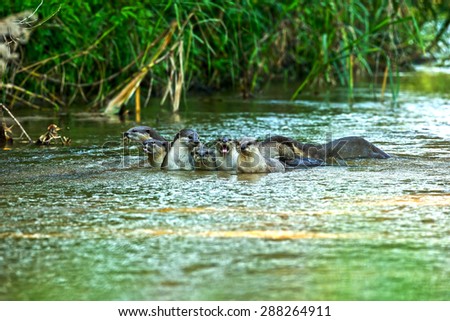 Oriental small-clawed Otter in the stream and nature.