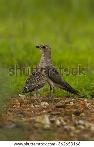 Oriental pratincole and family in the nature.
