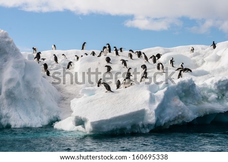Gentoo Penguin Playtime At Your Local Iceberg, Antarctica