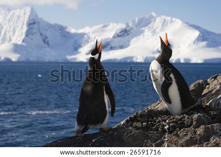 Genntoo Penguins doing a Mating Call in Almirante Brown, Antarctica