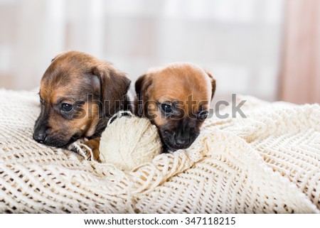 Two cute dachshund puppy playing