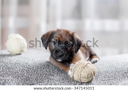 Adorable  puppy playing with a ball of yarn