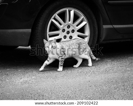 A black and white photo of a cat sneaking next to a car