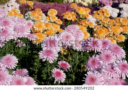 Violet and orange chrysanthemum in blossom background. Many flowers in the garden