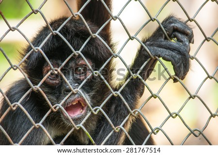 Young chimpanzee caught to the cage. Expression of pain and suffering in eyes