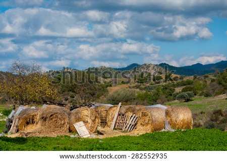 Haymaking time in Europe, many hay bales in the field