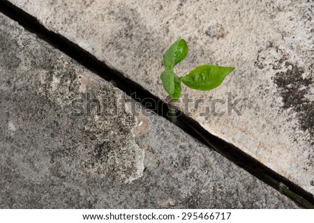 Young plant growing from concrete