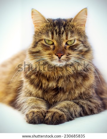 Portrait of brown-eyed cat isolated on white background