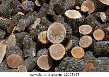 Piled firewood are ready to be transported to the lumber mill