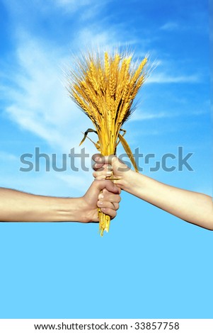 Human and woman  hands holding bundle of the golden wheat ears on a blue sky  background