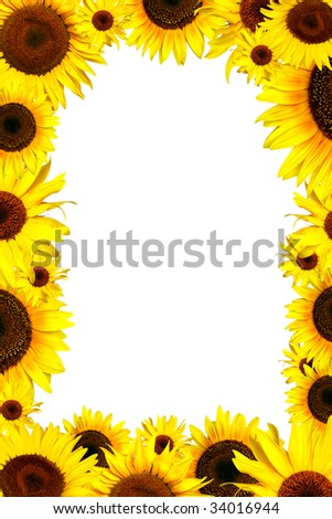Flowers frame of  yellow sunflower isolated on white background