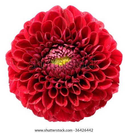 Red dahlia isolated on a white background