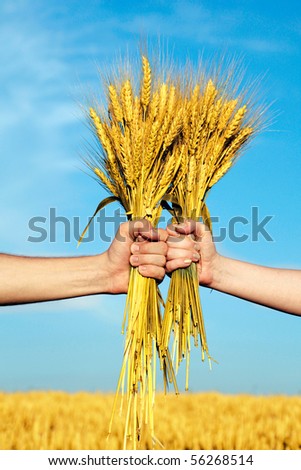 Human and woman hands holding bundle of the golden wheat ears on a blue sky background