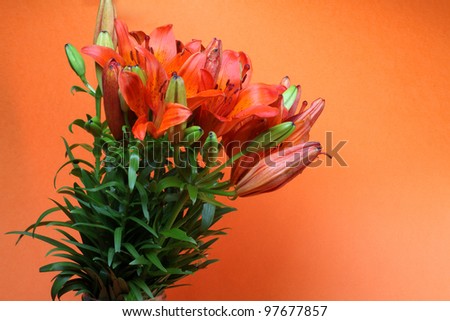 Orange lilly on a orange background. Summer flowers