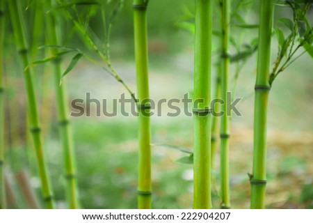 Green Asian bamboo trees in Zen style.