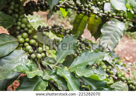 Fresh coffee beans or Coffee beans on tree in farm on tree at Doi Inthanon National park in Chiang Mai, Province Asia Thailand