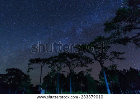 Some stars and milky way in the night of Phu Kradueng National Park with beautiful pines in the jungle. Real falling stars with darkness sky