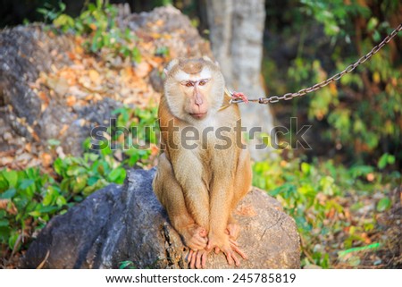 Southern pig-tailed macaque being bound with chains