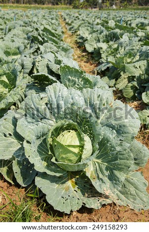 Cauliflower fields in Phutabberk Phetchabun Thailand after start new season of growth.Penetrate the surface of the leaf insect bites. Because it is not a pesticide to get rid of pests.