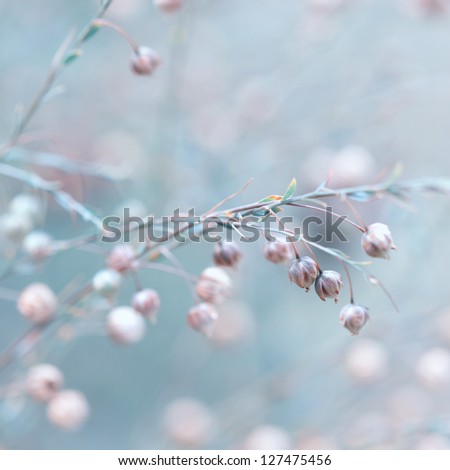 Flax after flowering (Linum austriacum)