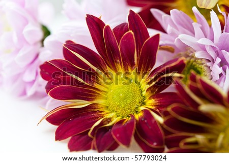 Colorful aster and dahlia flowers