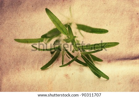 Rosemary sprig with rustic look