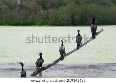 Birds sitting on diagonal pole in water