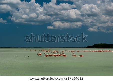 Flamingos in shallow tropical water