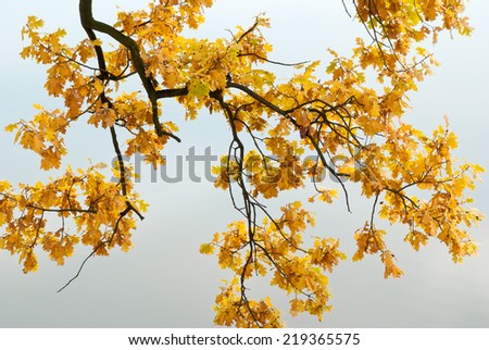 Yellow leafs on clear background