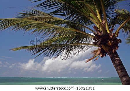 Palm in Kenya, holiday, Indian Ocean