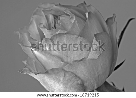 black and white photography roses. stock photo : Rose, lack and