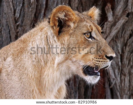 young lion in south africa