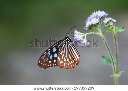 butterfly hanging on a flower/Butterfly and flower